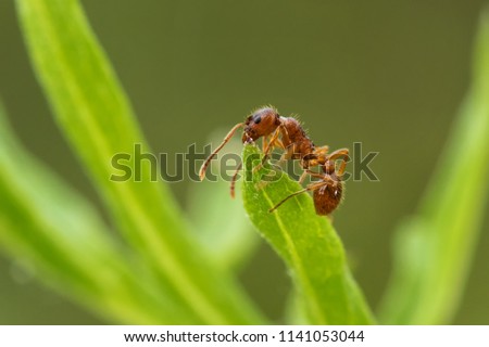 The red ant climbed to the top of the green leaf and eats it