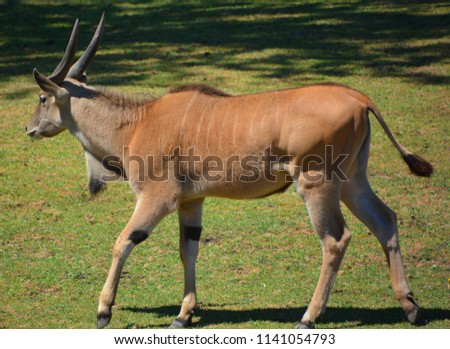 The common eland, also known as the southern eland or eland antelope, is a savannah and plains antelope found in East and Southern Africa. It is a species of the family Bovidae and genus Taurotragus
