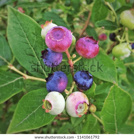 A clump of ripening blueberries on a bush in Monroe, Washington.
