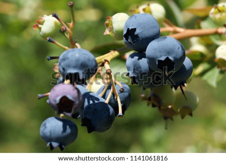 A clump of ripe blueberries on a bush in Monroe, Washington.