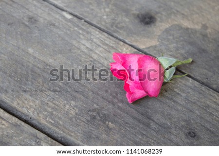 Rose flower. The bud of a red rose on a background of the old board. Copy space. Selective focus.
