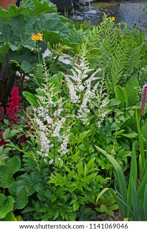 Close up of a flower border with flowering Astilbe chinensis 'Vision in White'    Royalty-Free Stock Photo #1141069046