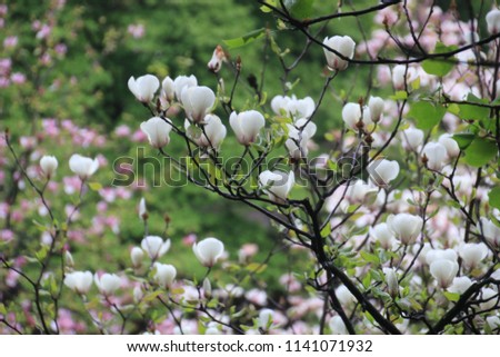Flower Magnolia Garden Park