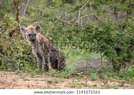 Spotted Hyena in the bush in South Africa.