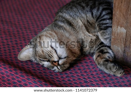 A lazy tiger (tabby) cat sleeping on red mat.