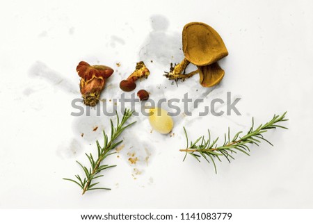 Fresh forest mushroom (red boletus), twig with needles and onion in composition on dirty white background.