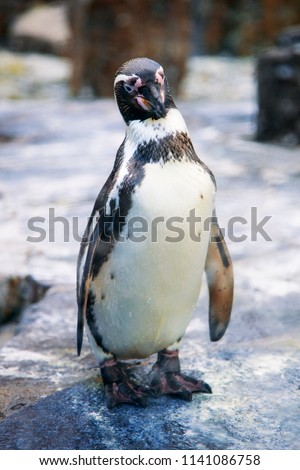 Little penguin in the park