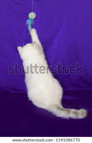 White fluffy cat playing with a ball