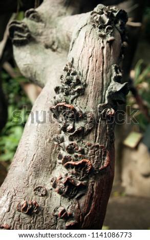 
Texture of the tree. Mushroom, fungus