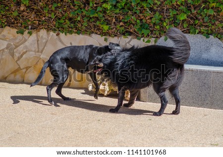 Photograph of some big black dogs playing on the terrace of the house.