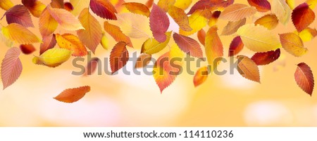 Colorful falling leaves on autumn background