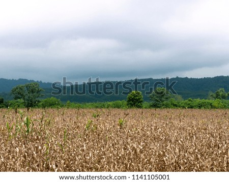 dry corn field ready for harvest