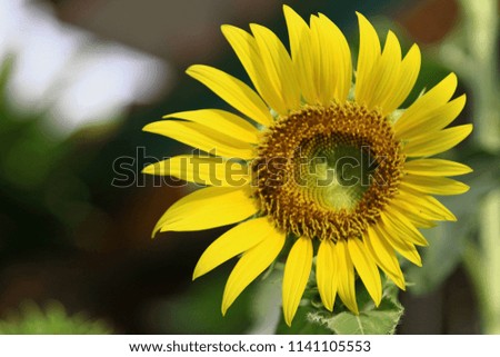 beautiful yellow sunflower with blur background
