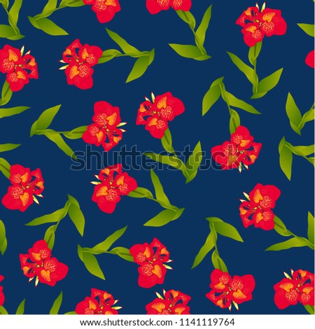 Red Canna indica - Canna lily, Indian Shot on Indigo Blue Background. Vector Illustration.
