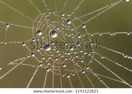 dew drop on spider's web Royalty-Free Stock Photo #1141122821