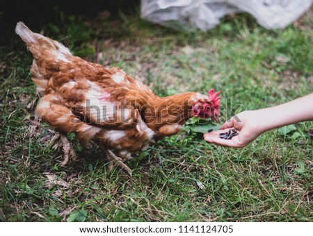 the chicken bites the seeds from the child's hand. the village, farm, summer. Royalty-Free Stock Photo #1141124705