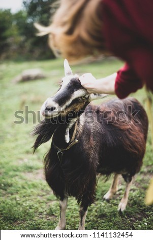 a goat in the village. hand strokes goat's head Royalty-Free Stock Photo #1141132454