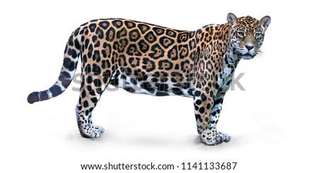 Isolated on white background, side view on Jaguar, Panthera onca, the biggest cat in South America, gazing directly at camera.
