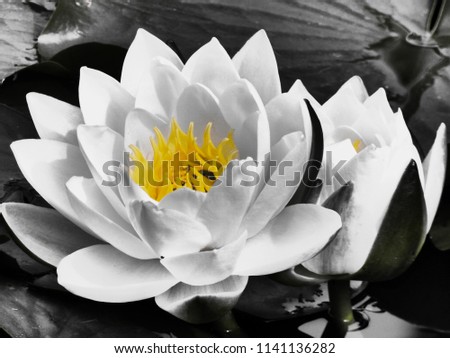 a water lily edited to bring out the yellow core to create in turn very calm background tones