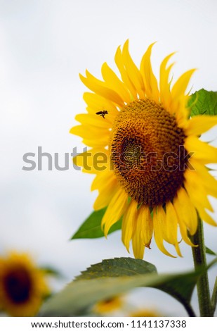 the bee flies to the sunflower. summer, field, yellow flowers. Royalty-Free Stock Photo #1141137338