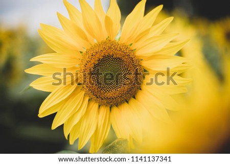 the bee flies to the sunflower. summer, field, yellow flowers. Royalty-Free Stock Photo #1141137341
