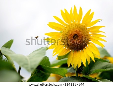 the bee flies to the sunflower. summer, field, yellow flowers. Royalty-Free Stock Photo #1141137344