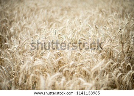spike of golden wheat in the field. yellow ripened grains Royalty-Free Stock Photo #1141138985