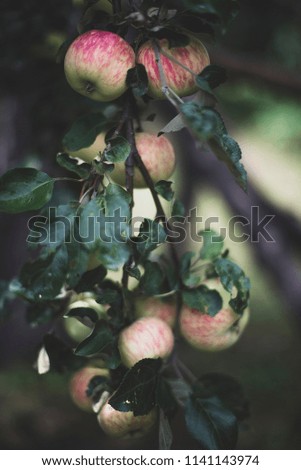 apples grow on a tree branch in a summer garden Royalty-Free Stock Photo #1141143974