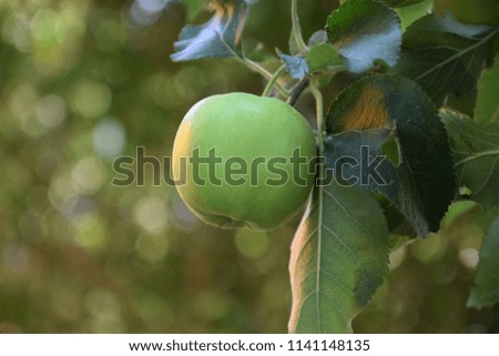 Green apple and leaf in apple tree 