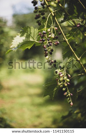 the grapes grow on a branch. summer green background Royalty-Free Stock Photo #1141150115