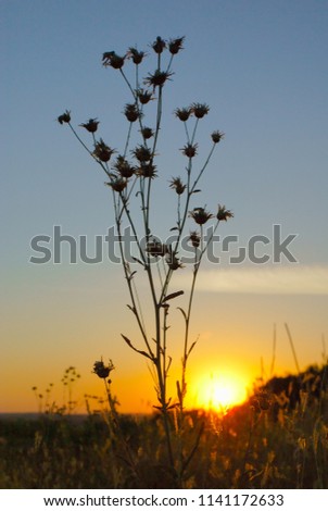 Silhouette high dry flower against of blue sky with red sun on horizon at sunset in august evening.