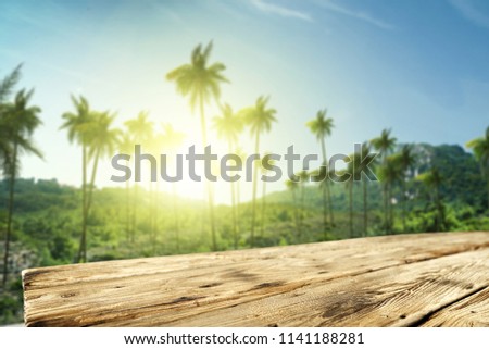 Summer background of free space for your decoration and natural landscape of palms. 