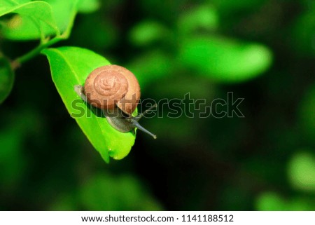 Little snail on the leaf.