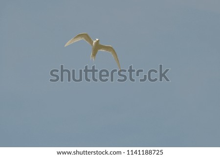 A seagull wings in turning position with clear blue sky