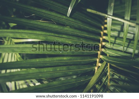 Creative tropical green leaves layout. Tropical palm background.