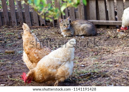 image of a domestic cat watching the chickens