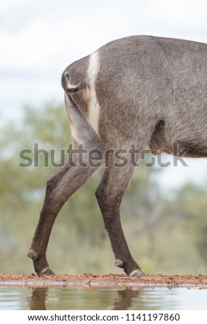 A vertical, cropped, colour photo of the back half of a large male waterbuck, Kobus ellipsiprymnus, standing at a waterhole at Indlovu River Lodge, South Africa.