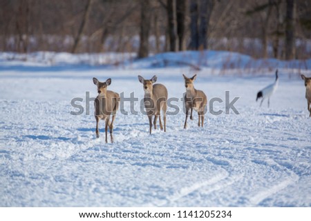 Hokkaido sika deer, Cervus nippon yesoensis, in snow meadow, winter mountains and stones in the background. Animal with antler in nature habitat, winter scene, winter scene, Hokkaido, wildlife nature,