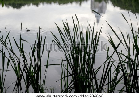 pond with the reflection of the Church through the thickets of sedge