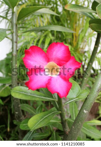 close up view of pink, rose color  desert rose - Adenium obesum flower - bud - seen in a home garden in Sri Lanka
