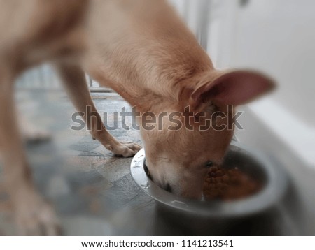 Blurred image. Dog is feeding.