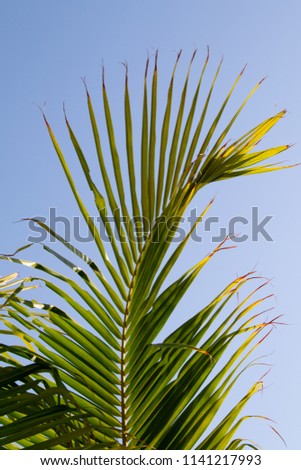 leaves of palm trees on sky background