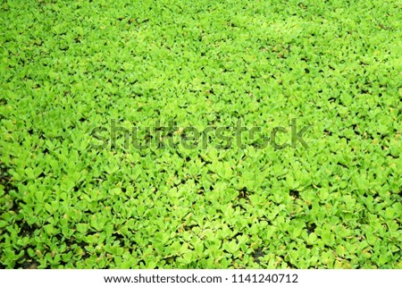 Water Lettuce or Pistia stratiotes, a popular water garden plant has an interesting history