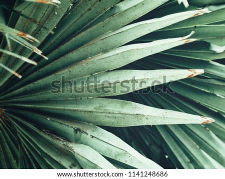 Beautiful of palm tropical leaves