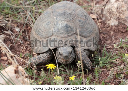 Tortoise on green grass 