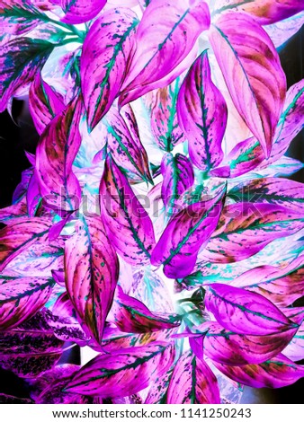 a beautiflu pink leaf pattern graphics,background,
