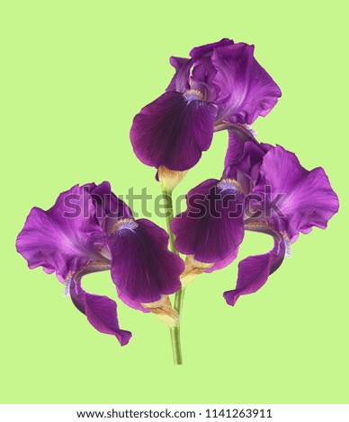 beautiful iris flower on color background for designers