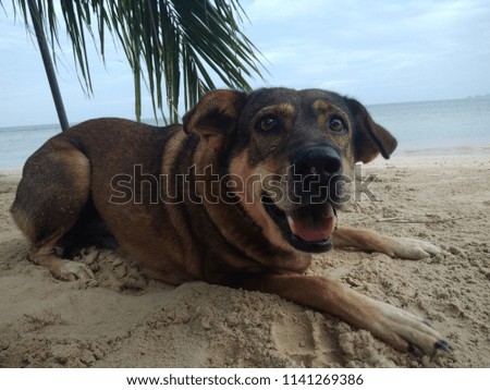 Happy dark brown dog smiling for a picture in the morning on the samui beach