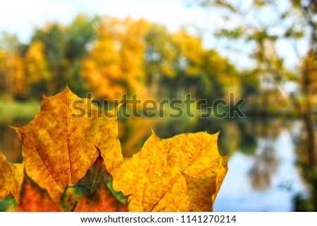Autumn colorful concept: bright yellow leaves background.  Autumn copy space