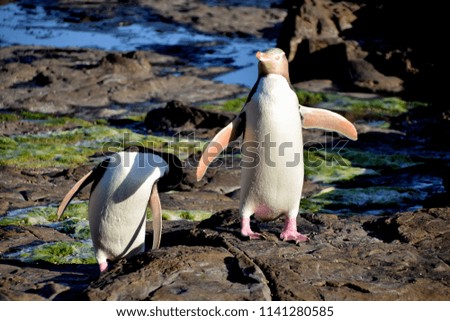 Yellow-eyed penguin pair at Curio Bay, New Zealand.